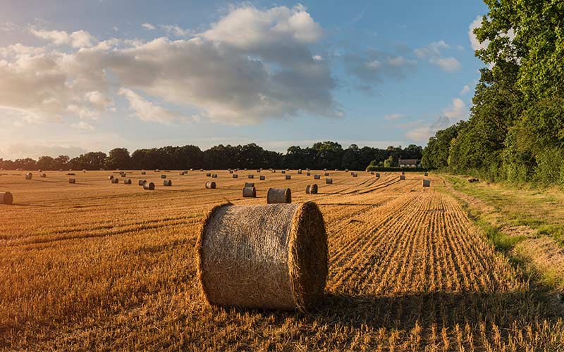 Agricultural Pest Control | Bury St Edmunds Sudbury, Suffolk